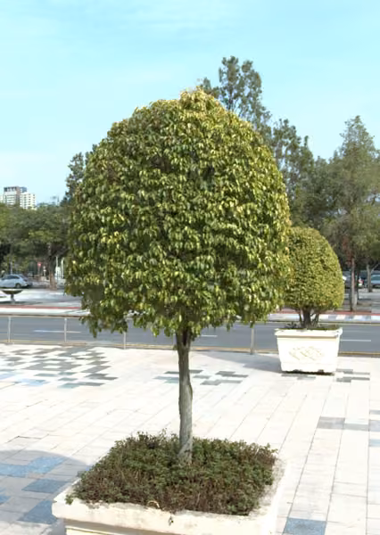 tree photo