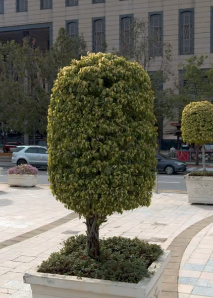 tree photo