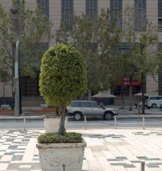 tree photo