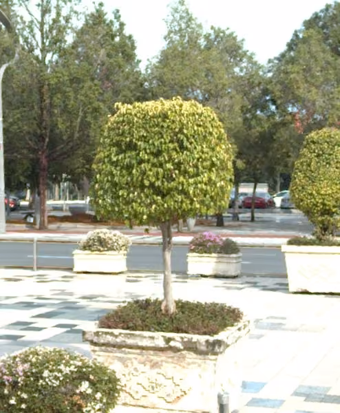 tree photo