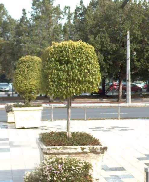 tree photo