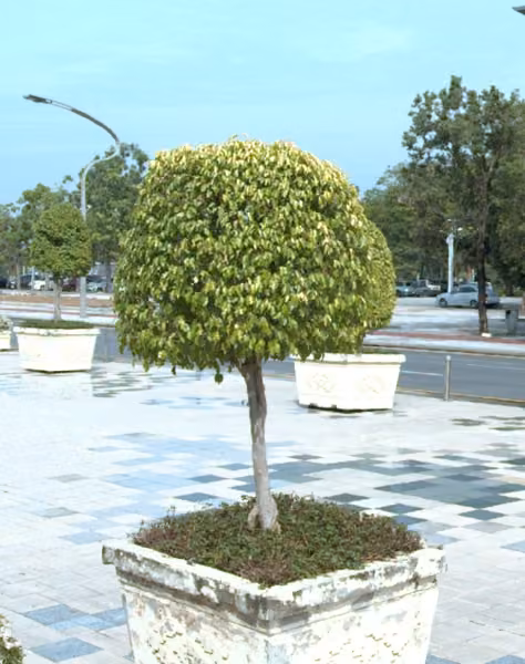 tree photo