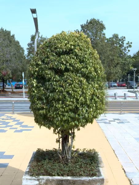 tree photo