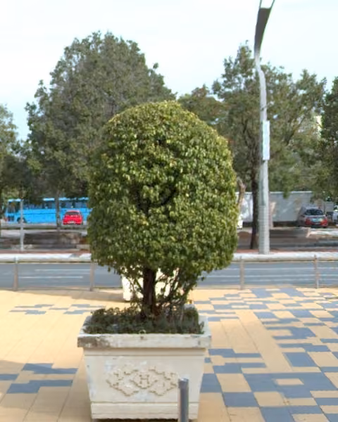 tree photo
