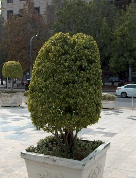 tree photo
