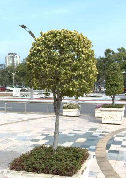 tree photo