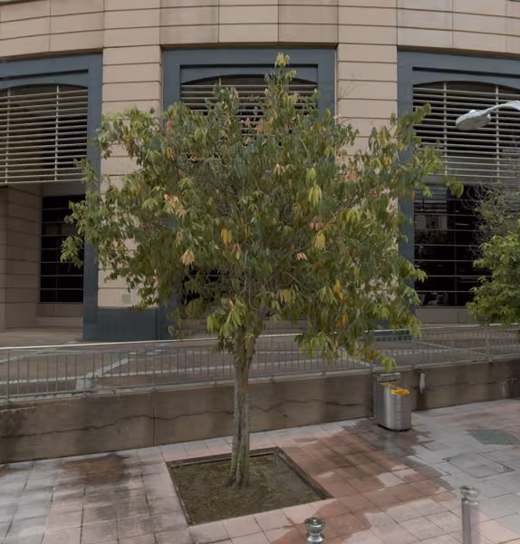 tree photo