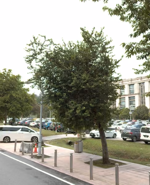 tree photo