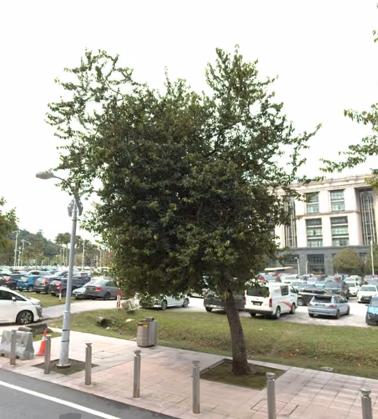 tree photo