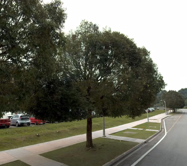 tree photo