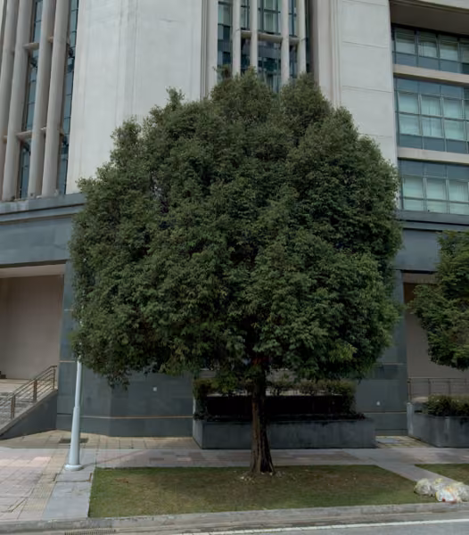 tree photo