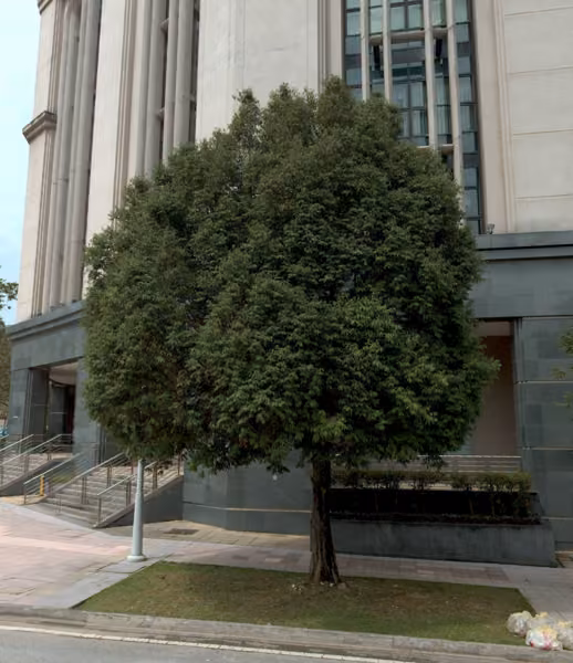 tree photo