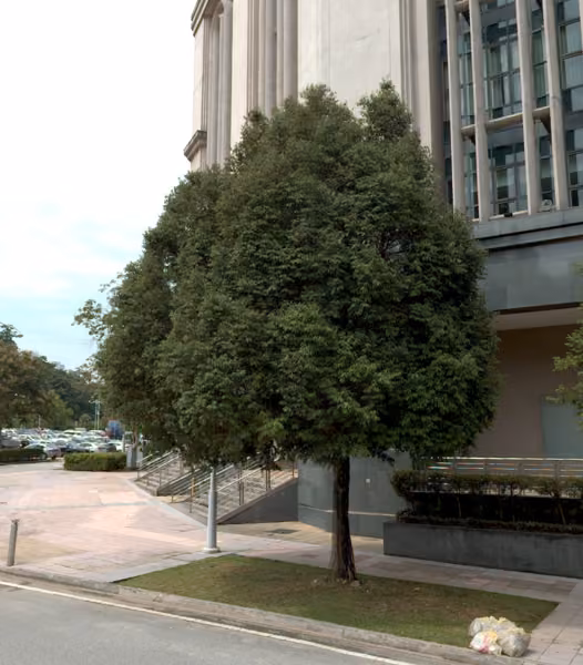 tree photo