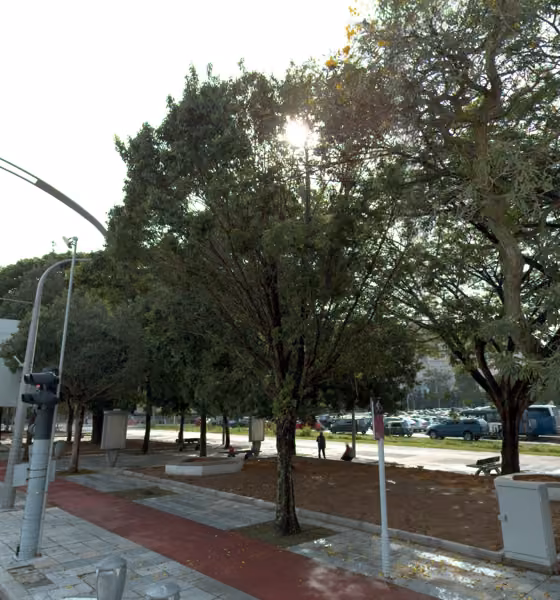 tree photo