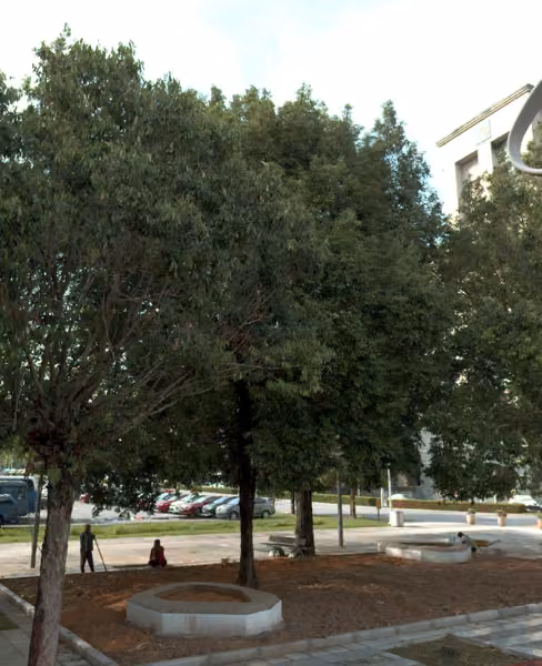 tree photo
