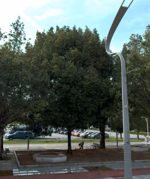 tree photo