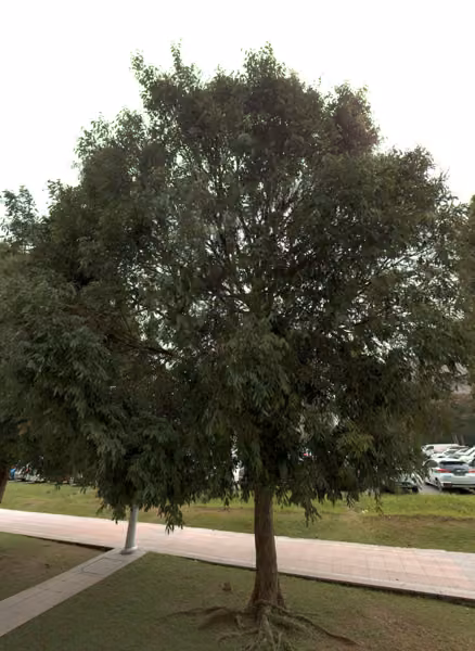 tree photo