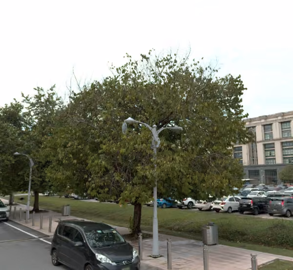 tree photo