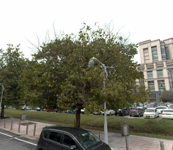 tree photo
