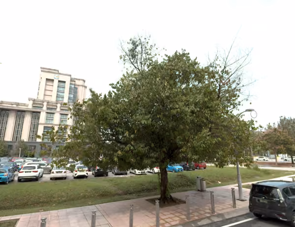 tree photo