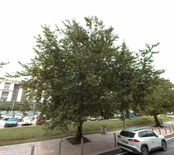tree photo