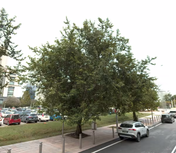 tree photo