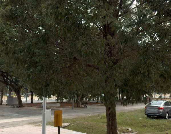tree photo