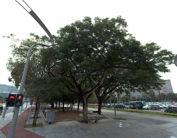 tree photo