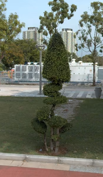 tree photo