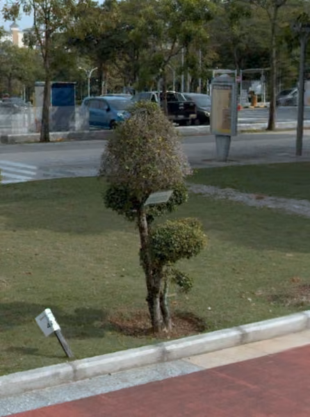tree photo