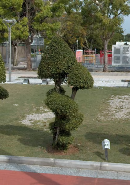 tree photo