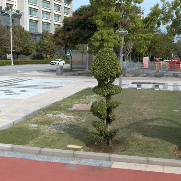 tree photo