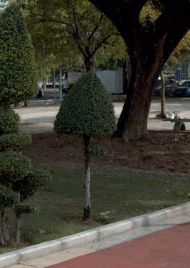 tree photo