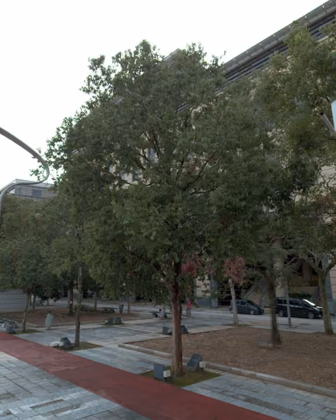 tree photo