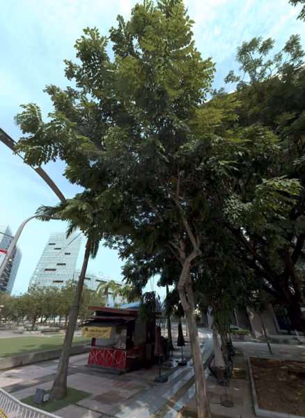 tree photo