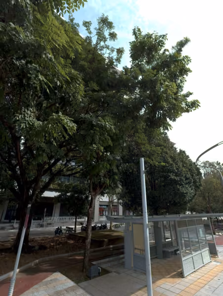 tree photo