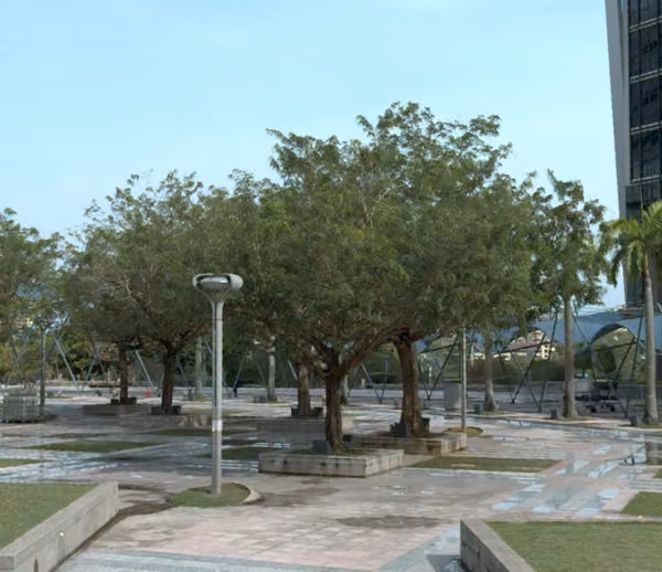 tree photo