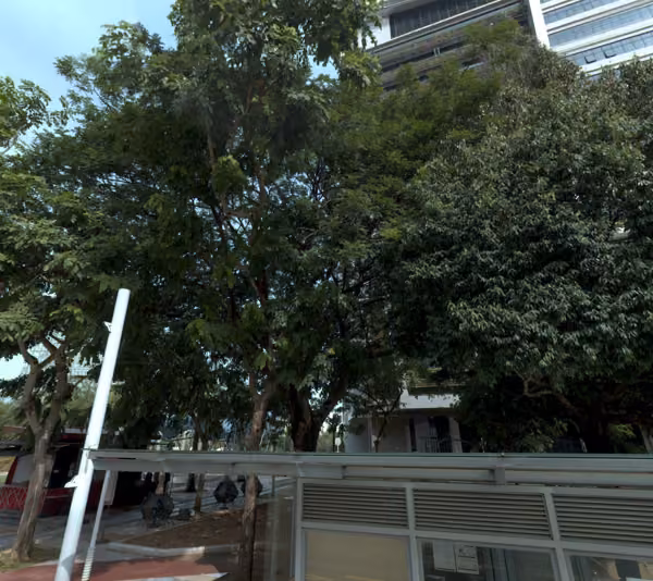 tree photo