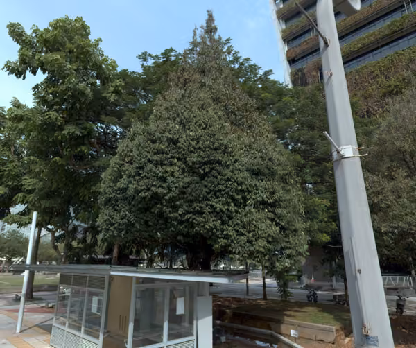 tree photo
