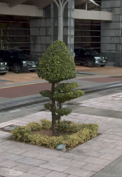 tree photo