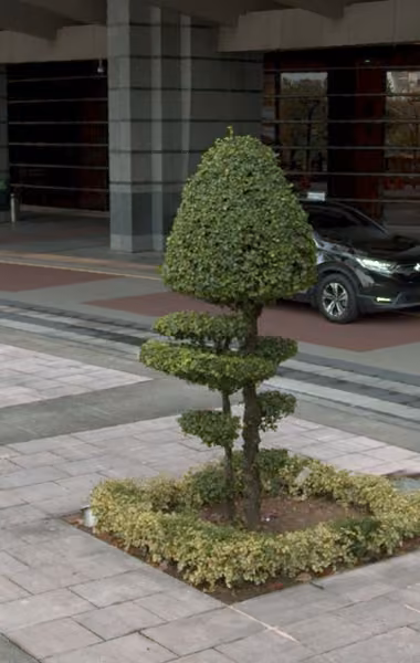 tree photo