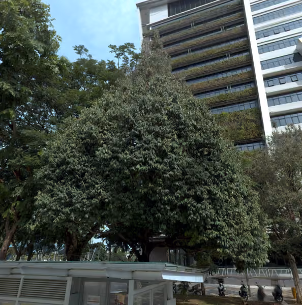tree photo