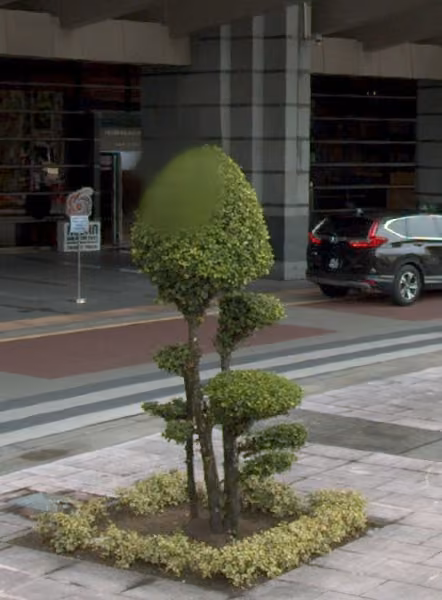 tree photo
