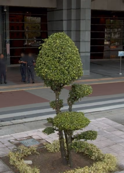 tree photo