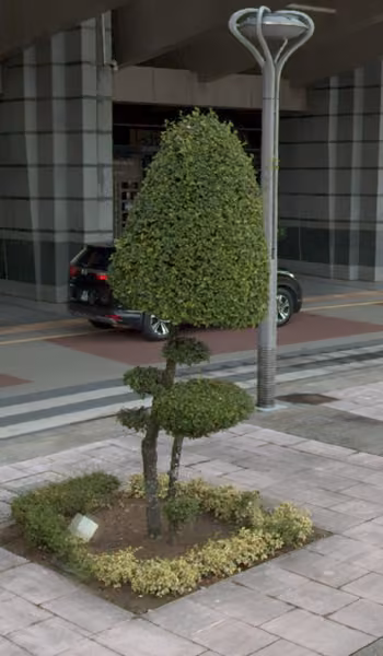 tree photo