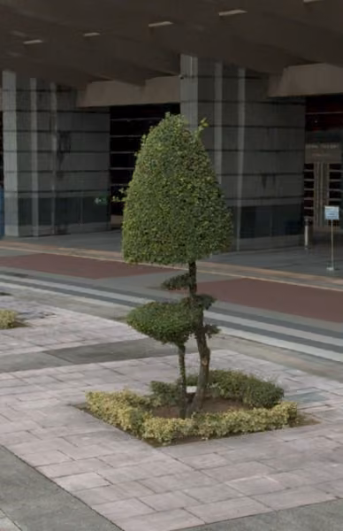 tree photo