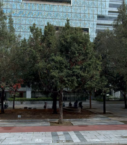 tree photo
