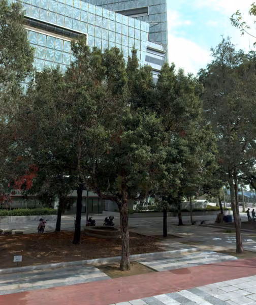 tree photo