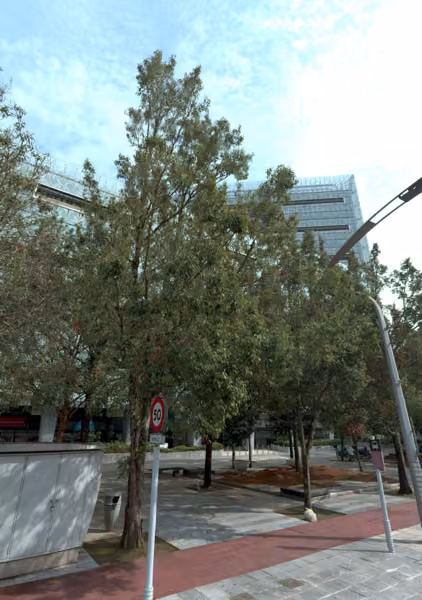 tree photo