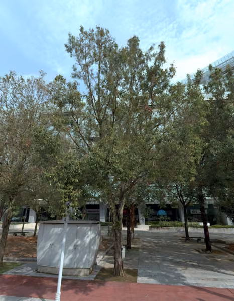 tree photo